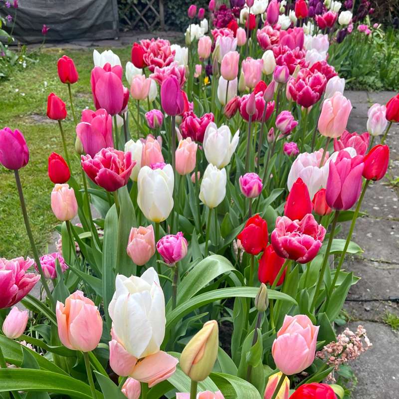 Eksklusivblanding 'Svaneke Delight'